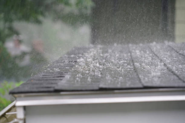 Best Roof Moss and Algae Removal  in Davis Junction, IL